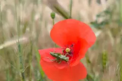 IMG_20250506_164512_106